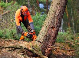 Shrewsbury, NJ  Tree Services Company